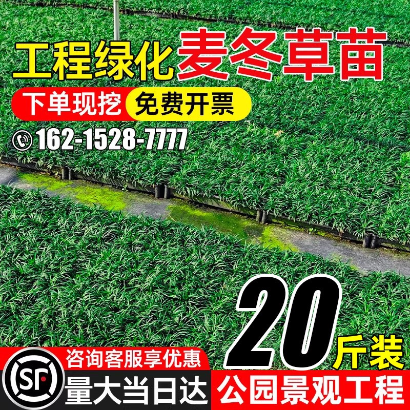 细叶麦冬草耐阴耐寒庭院日本麦冬