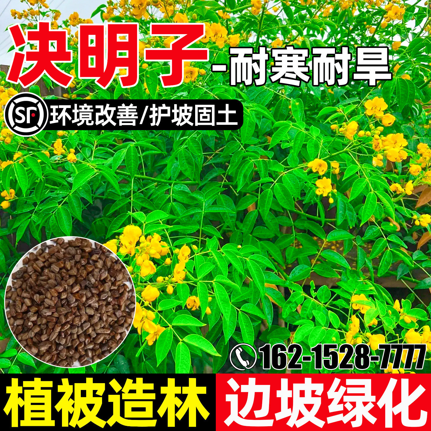 决明子护坡固土边坡绿化植被造林