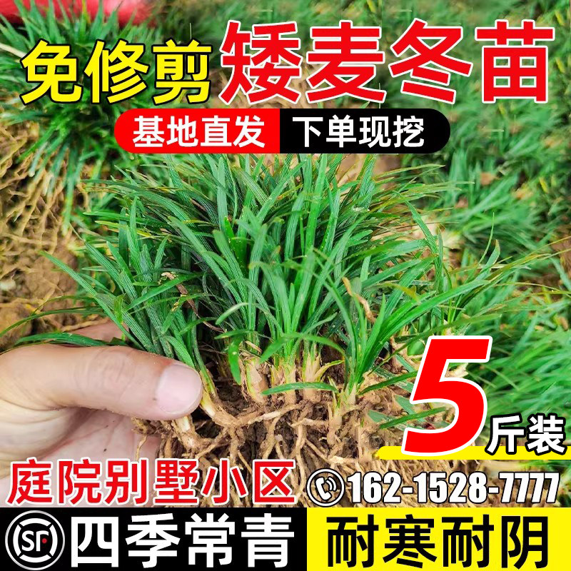 麦冬草苗玉龙草细叶草四季常青