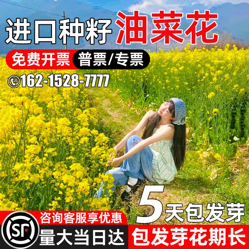 油菜花种籽高产耐寒观赏食用种子