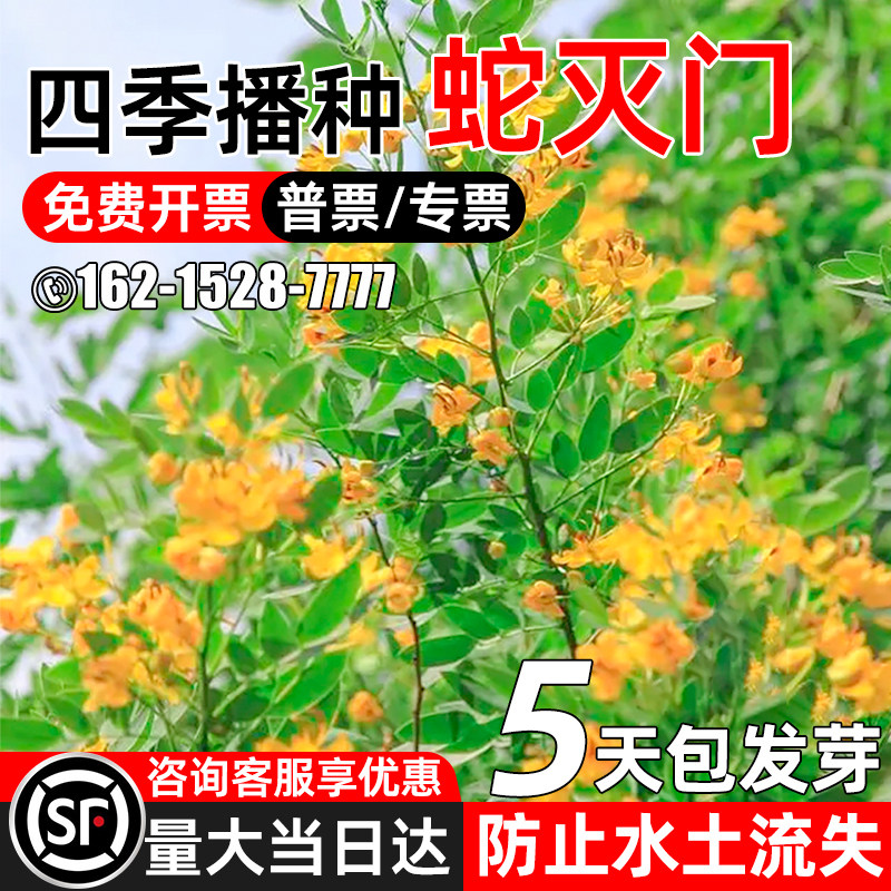 蛇灭门植物种子多年生凤仙花驱蛇