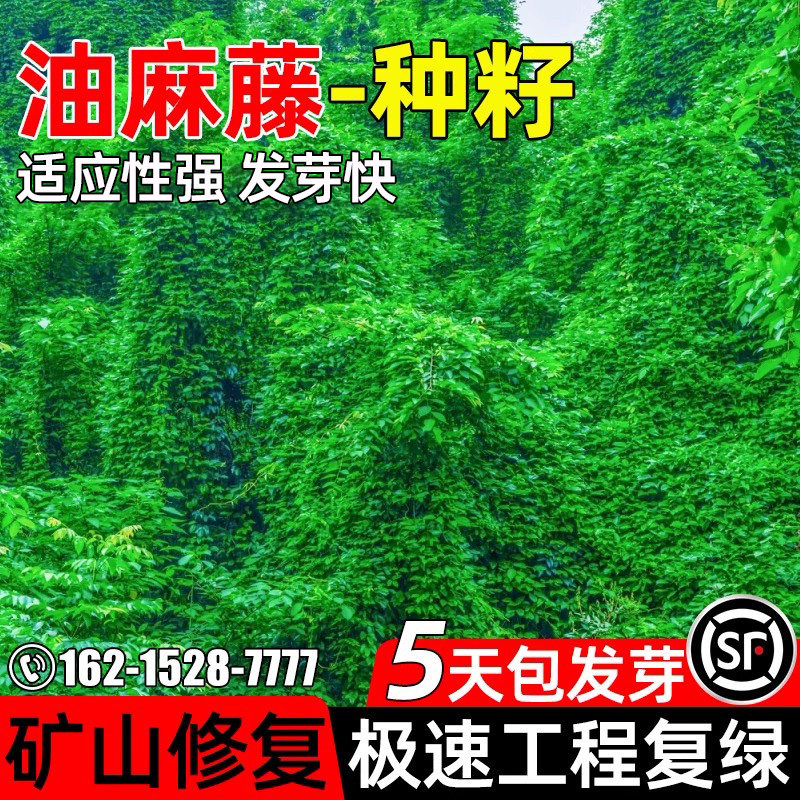 油麻藤种子爬藤种籽矿山工程