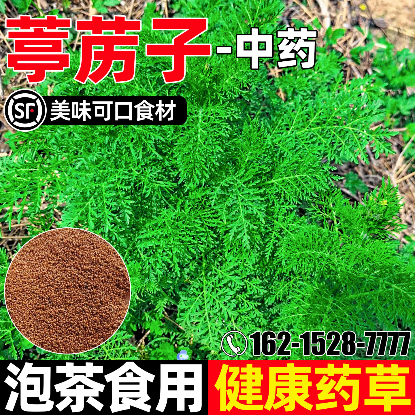 葶苈子药食两用护坡固土耐寒耐旱