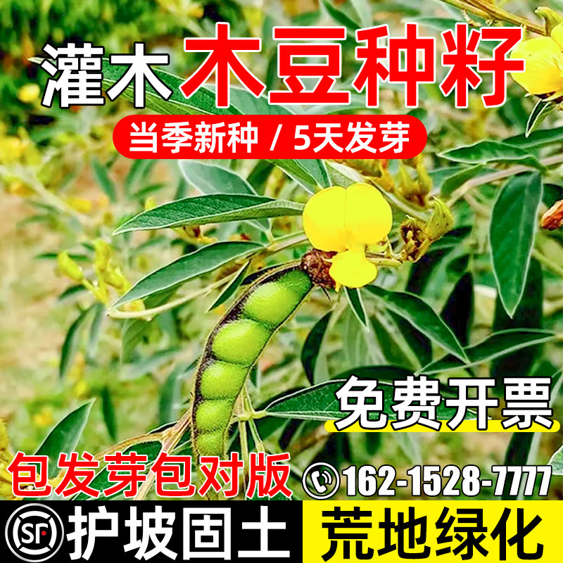 木豆种子多年生护坡固土灌木草籽四季青荒地绿化矿山工程复绿种籽