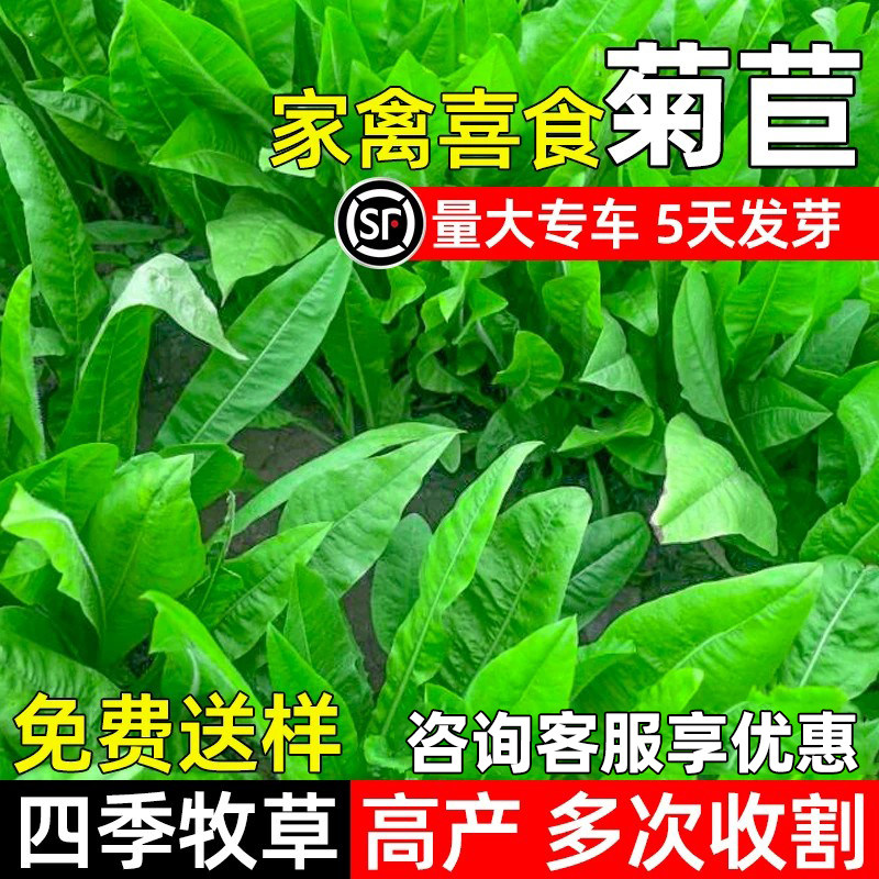 大叶菊苣将军菊苣多年生四季牧草