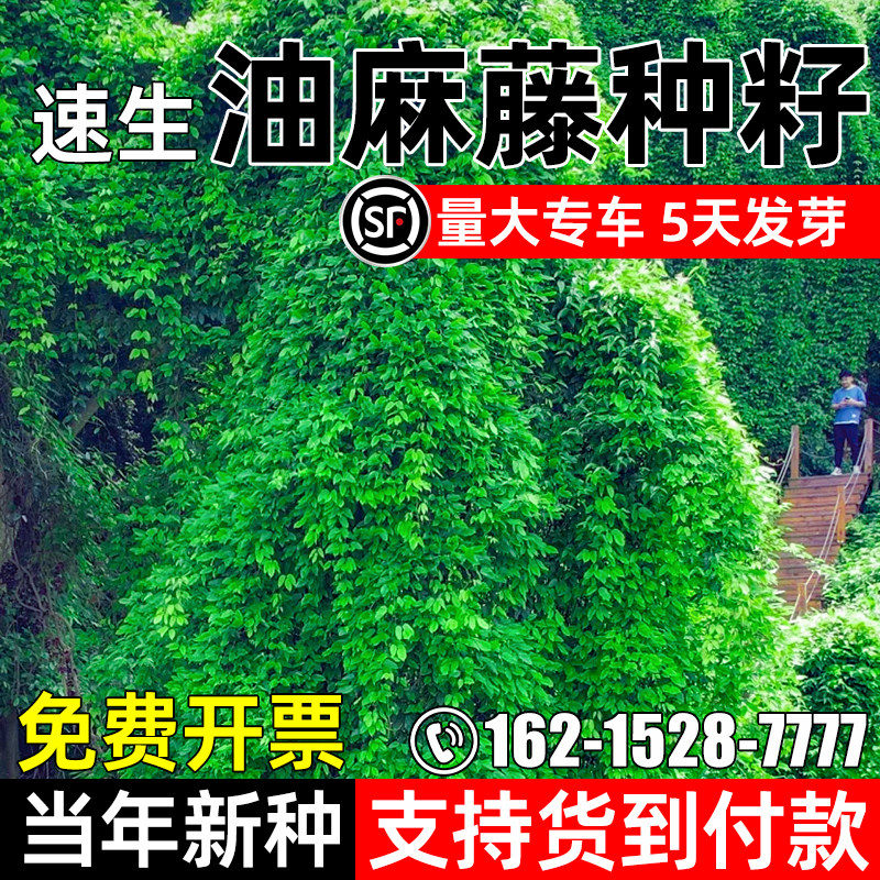 油麻藤种子速生爬藤植物草籽护坡固土环境绿化生态修复耐贫瘠种籽