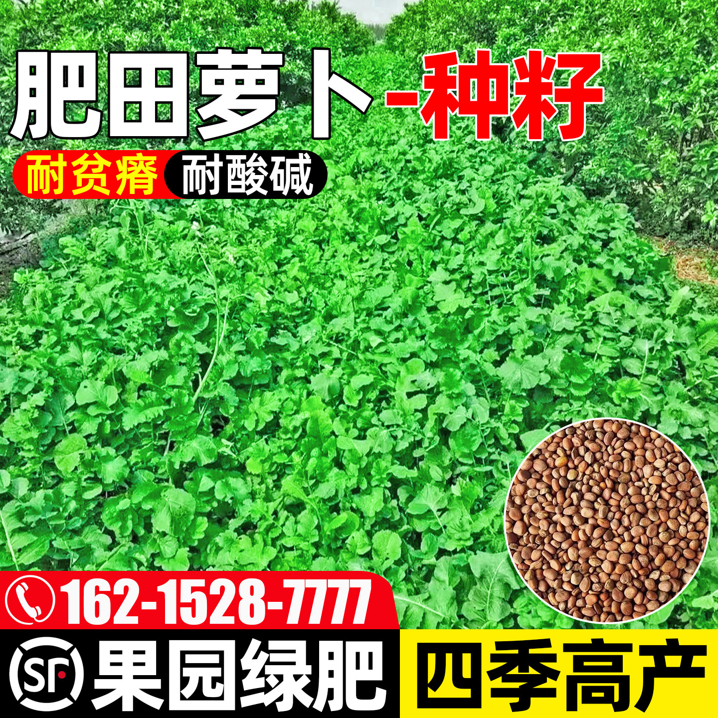 肥田萝卜种子多年生耐寒果园绿肥