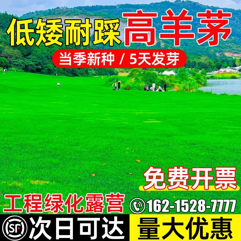 高羊茅草籽四季青工程露营耐踩踏