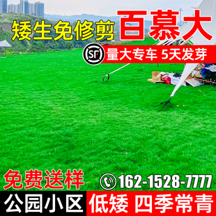 百慕大草籽矮生免修剪四季常青耐践踏草坪种子公园小区绿化草种籽