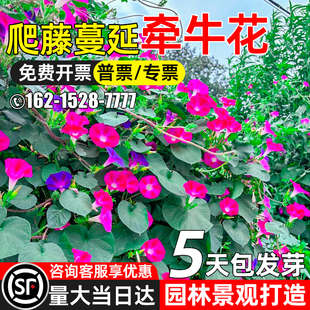 牵牛花种子四季种植爬藤喇叭花籽园林景观花海打造野花组合花种籽