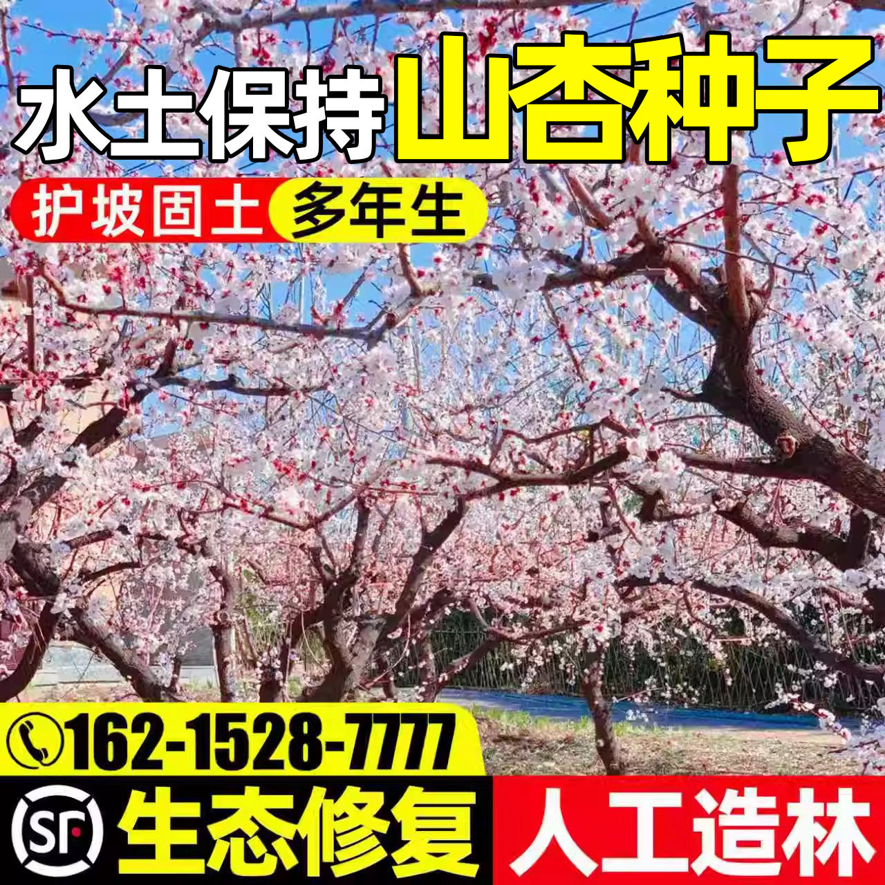 山杏种子多年生护坡固土草籽人工造林绿化生态修复山杏树灌木种籽