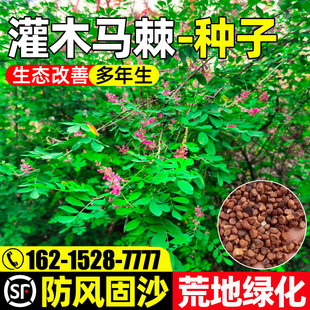 马棘种子多年生护坡固土草籽荒山复绿边坡工程绿化生态改善防风沙