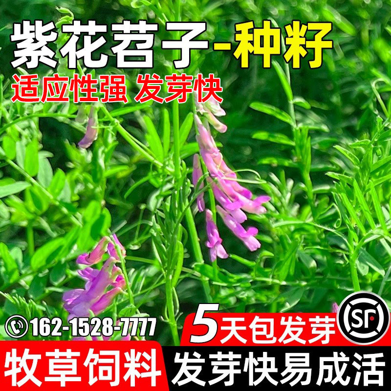 紫花苕子绿肥种子果园绿化毛苕子