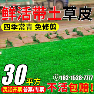 真草坪草皮带土花园庭院植物带泥土马尼拉草四季青果岭百慕大草皮