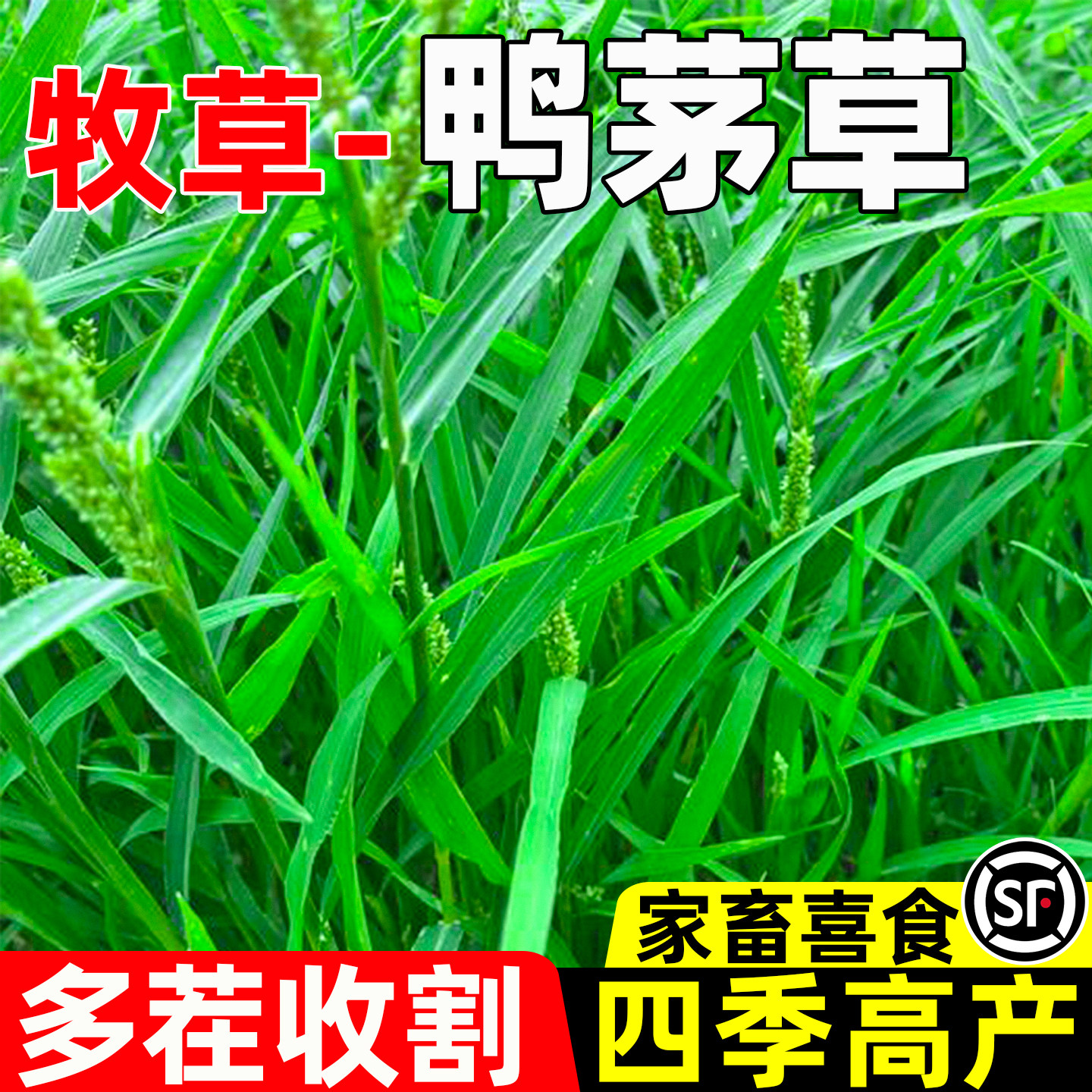 鸭茅草多茬收割四季高产家畜喜食