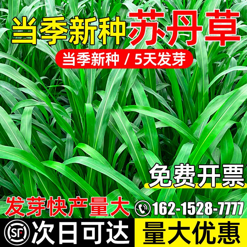 苏丹草种籽高产型四季牧草种子畜牧养殖多茬收割高蛋白多年生草籽