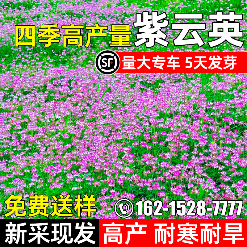 紫云英牧草籽食用野菜红花草籽