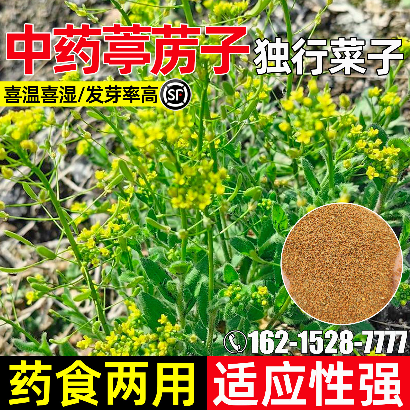 葶苈子种子云南野生食用药用菜籽