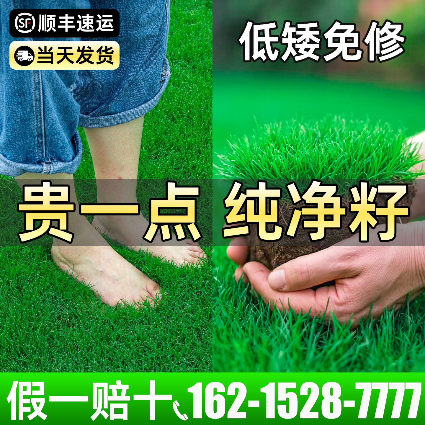 草坪草籽四季常青庭院矮生绿化草