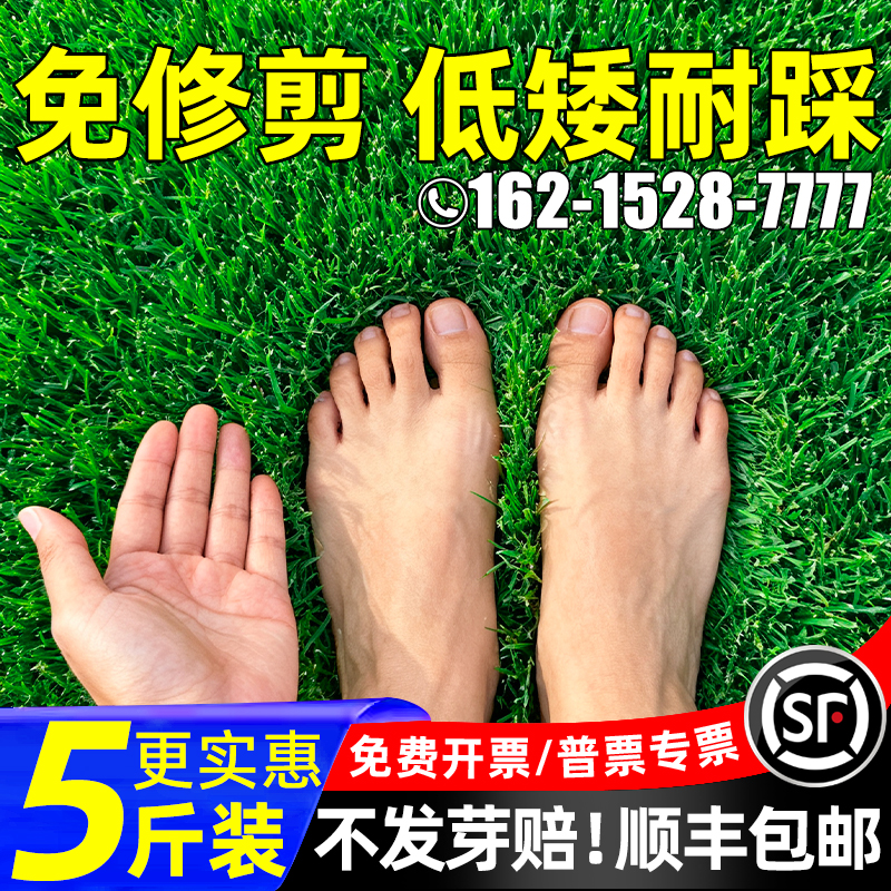 草坪草籽四季青护坡庭院绿化草种