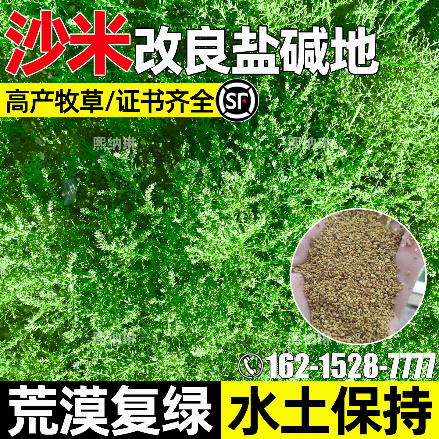 沙米四季高产荒漠绿化改良盐碱地