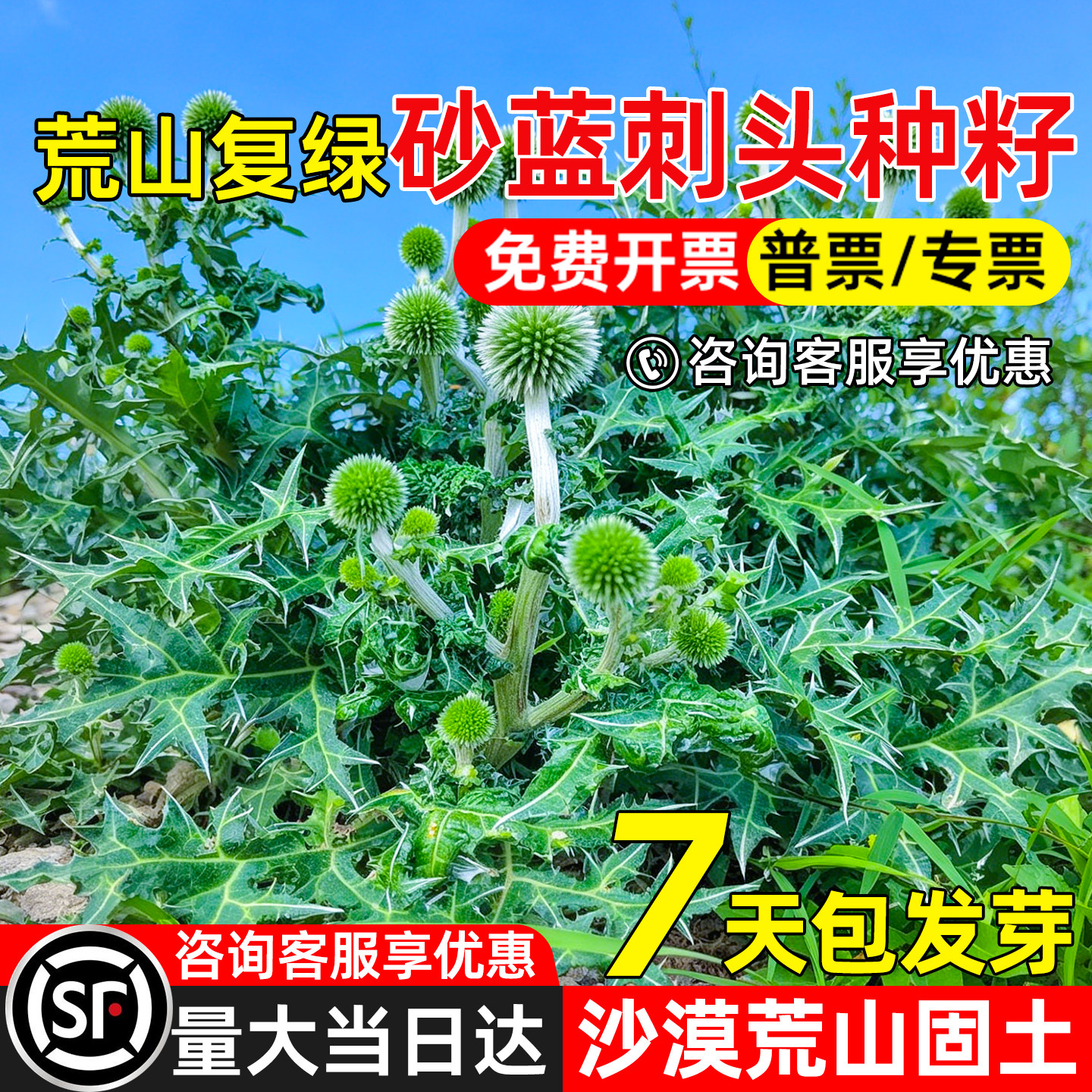 砂蓝刺头种子防风沙生态工程绿化