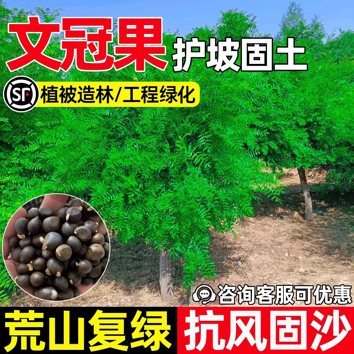 文冠果护坡固土植被造林工程绿化
