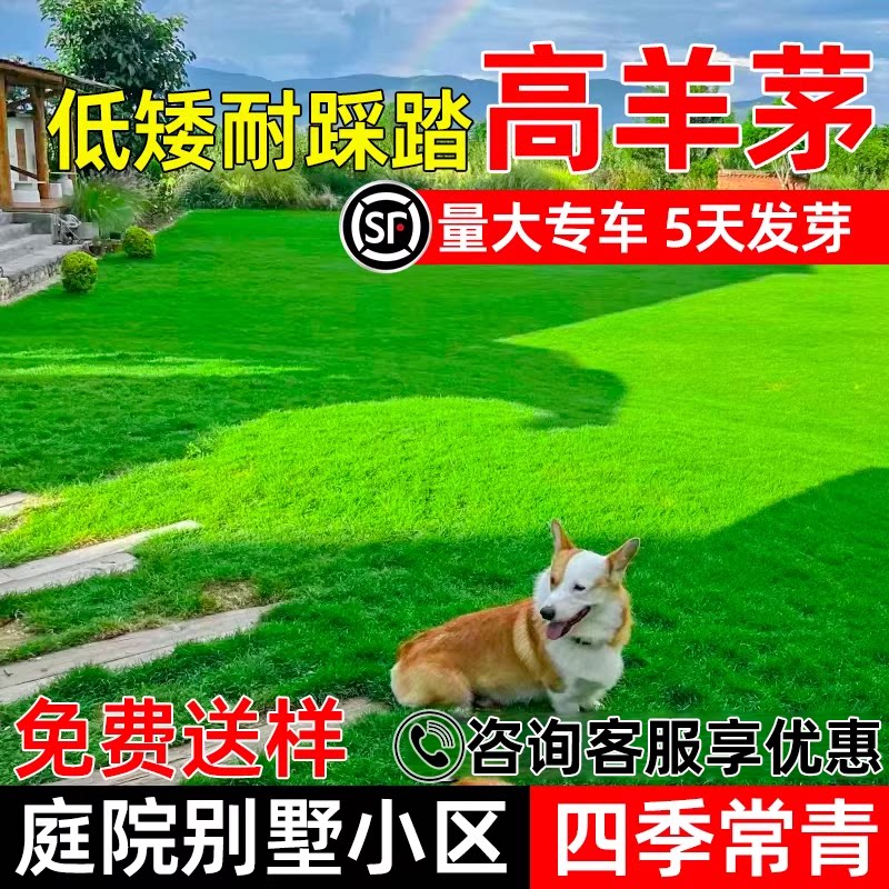 四季常青高羊茅庭院别墅低矮耐踩