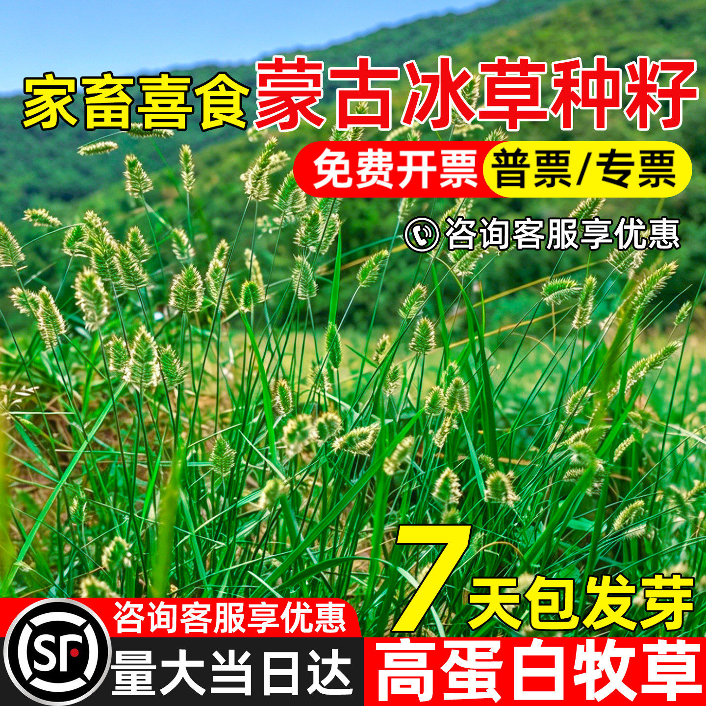 蒙古冰草耐贫瘠防风固沙绿化草籽