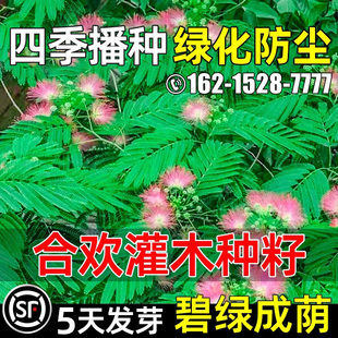合欢种子四季播种多年生灌木草籽护坡固土边坡绿化防风沙林木种子