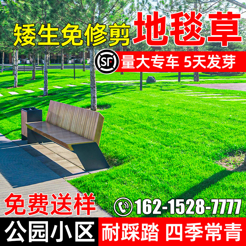 地毯草免修剪草坪草籽四季常青
