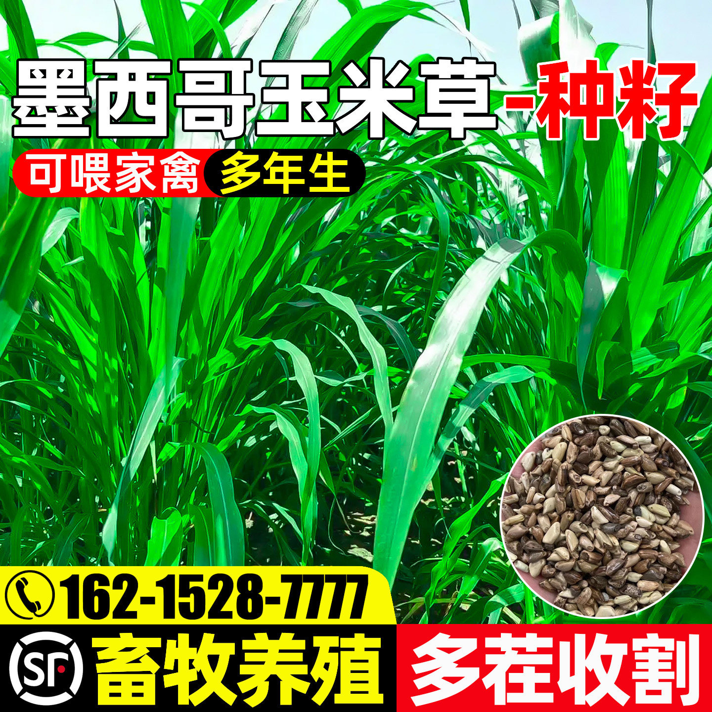 墨西哥玉米草种子高蛋白四季高产