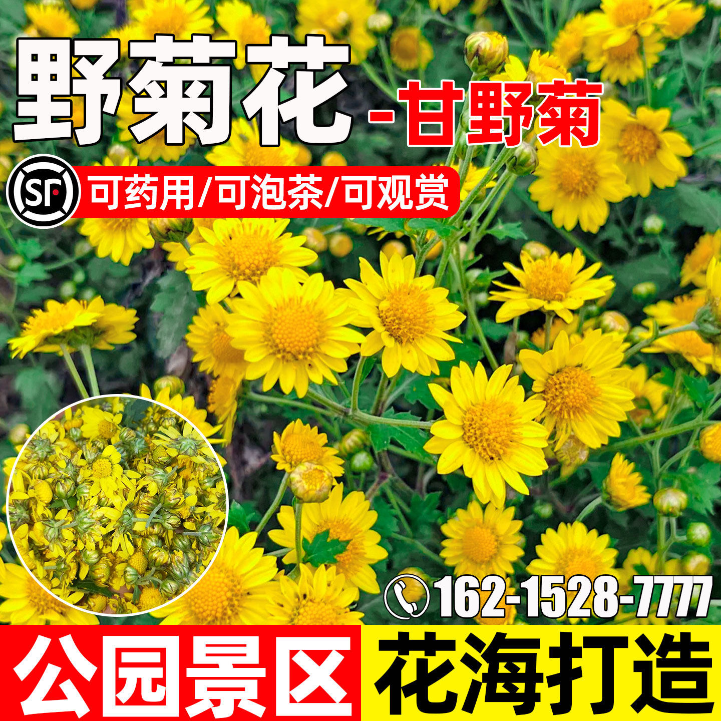 甘野菊公园景区花海打造药食两用