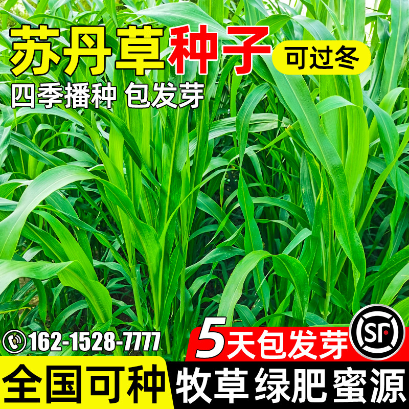 苏丹草牧草种子四季高产畜牧