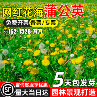 蒲公英花种籽食用野菜婆婆丁多年生花籽园林景观花海打造花卉种子