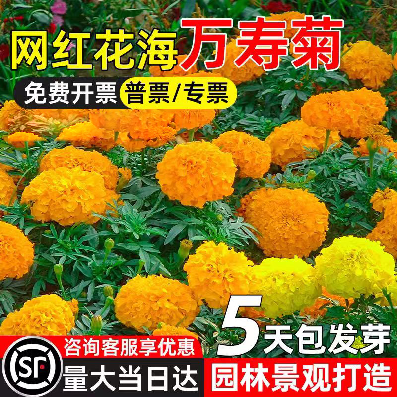 万寿菊花种子园林景观绿化花海打造四季种植多年生野花组合花种籽