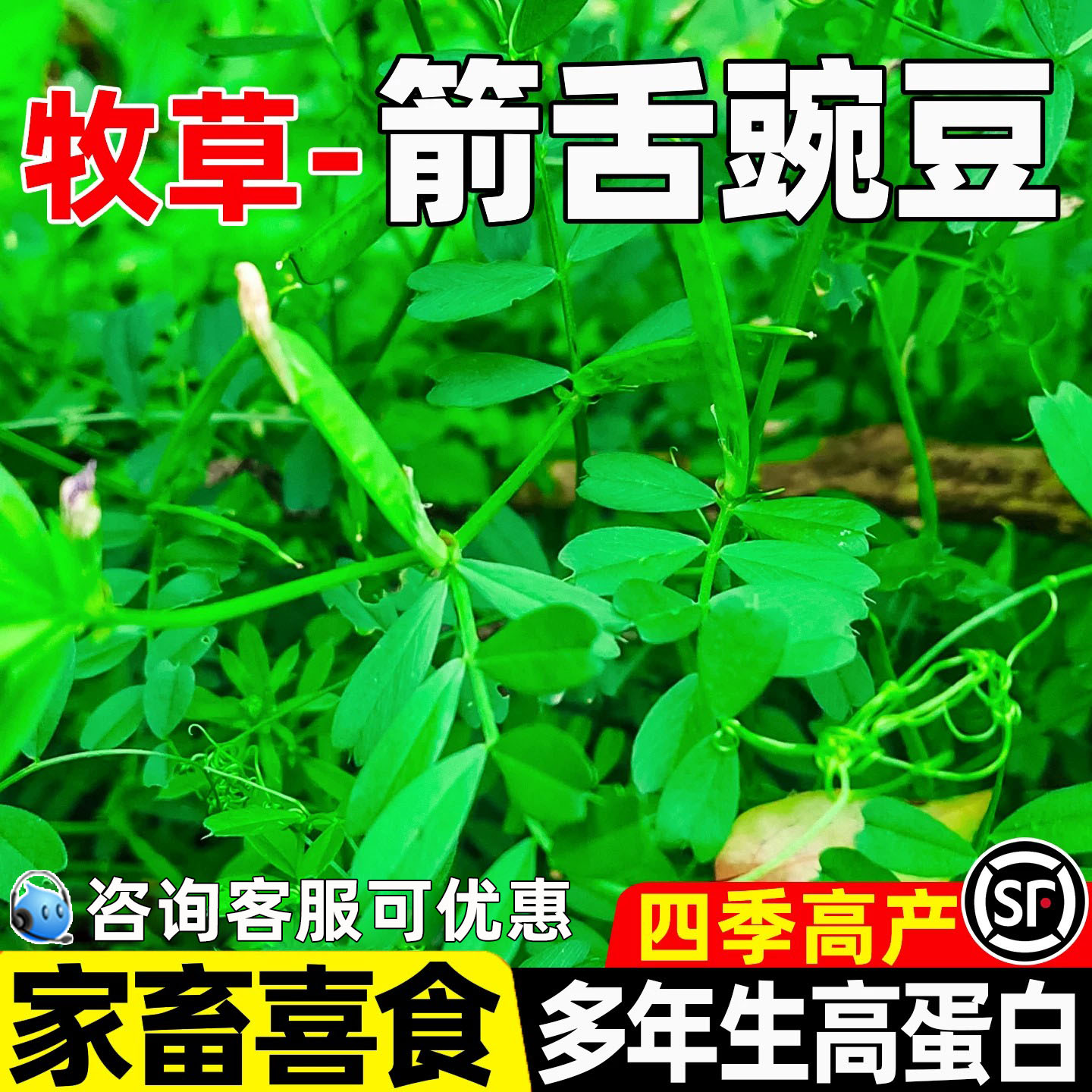 箭舌豌豆高蛋白家禽喜食绿肥青饲