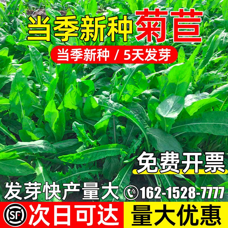 大叶菊苣将军菊苣高蛋白四季牧草