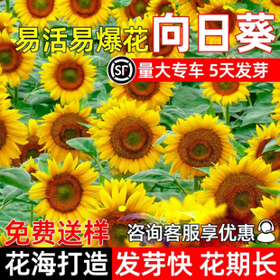 向日葵花种子四季播种可食用花籽庭院别墅公园景区绿化观赏花种籽