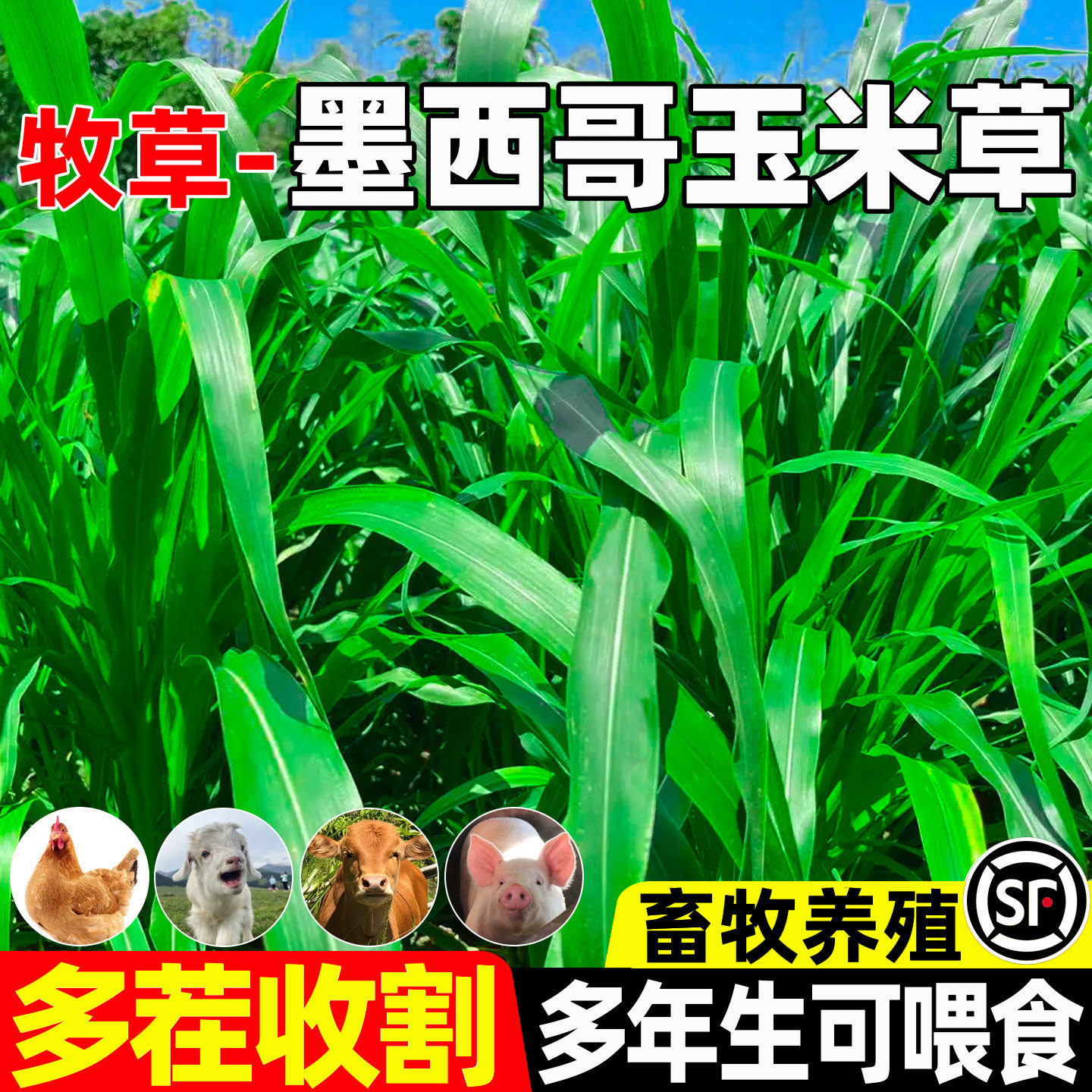墨西哥玉米草畜牧养殖多茬收割