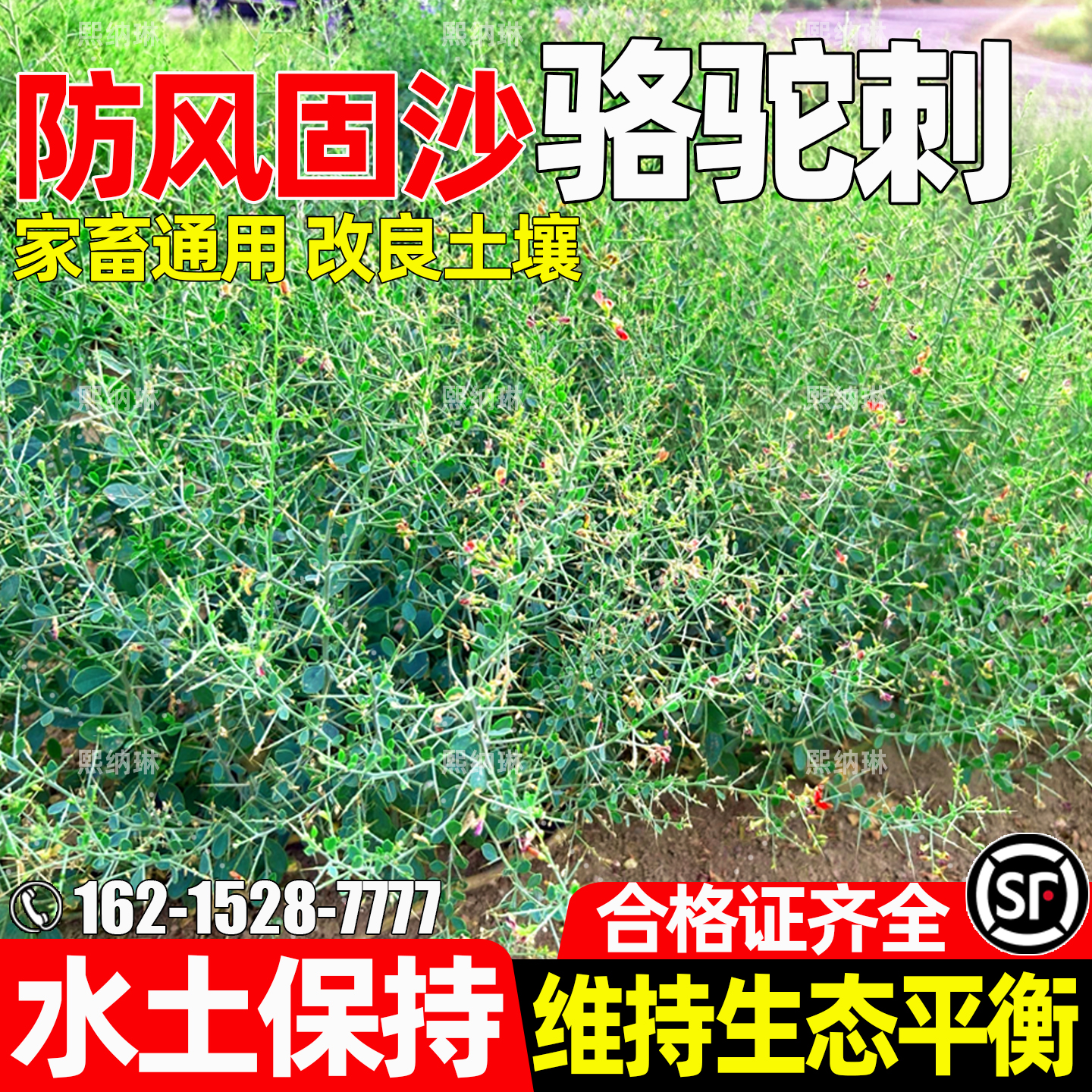 骆驼刺种子四季高产多年生牧草种籽荒漠复绿水土保持改善盐碱草籽