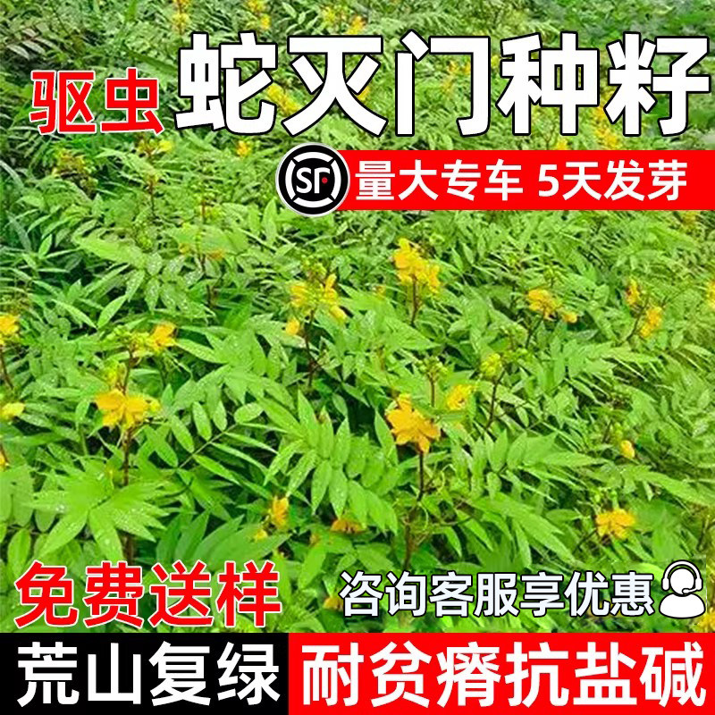 蛇灭门种子驱蛇奇花驱虫草籽护坡固土荒山复绿耐盐耐碱耐贫瘠种籽