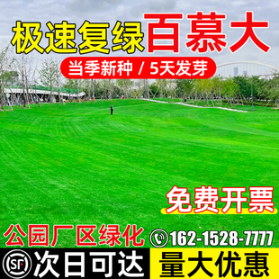 百慕大草籽耐寒耐旱公园厂区低矮耐踩四季常青绿化工程草坪草种子