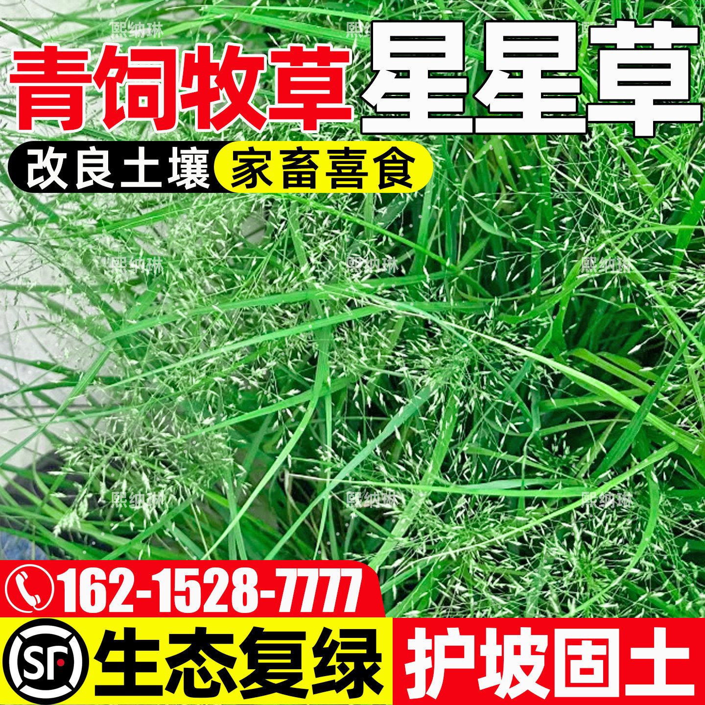 星星草种子多年生耐盐碱护坡固土