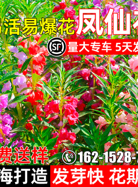 重瓣凤仙花种籽四季种植公园庭院花海景观打造耐旱野花组合花种子