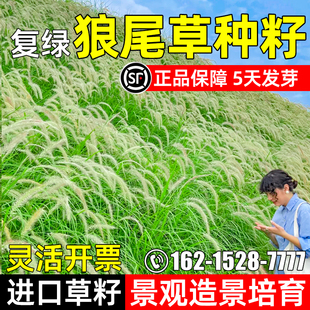 狼尾草种子景观造景绿化多年生紫穗狼尾草草籽耐寒耐旱复绿草种籽