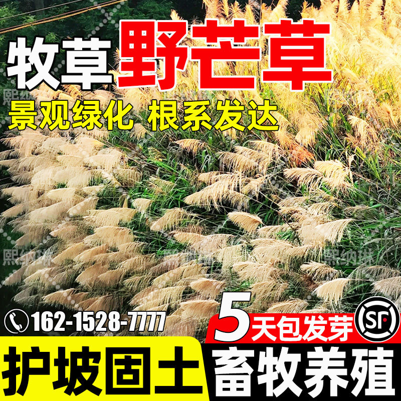 野芒草种子畜牧养殖多年生牧草种籽工程绿化造景观赏护坡固土草籽