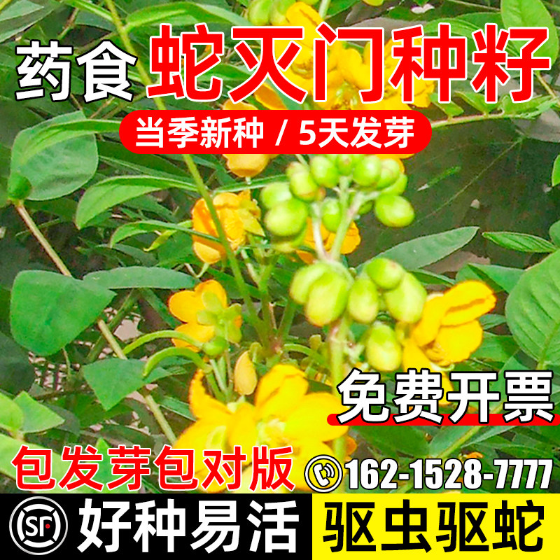蛇灭门种子望江南驱蛇草籽盆栽苗