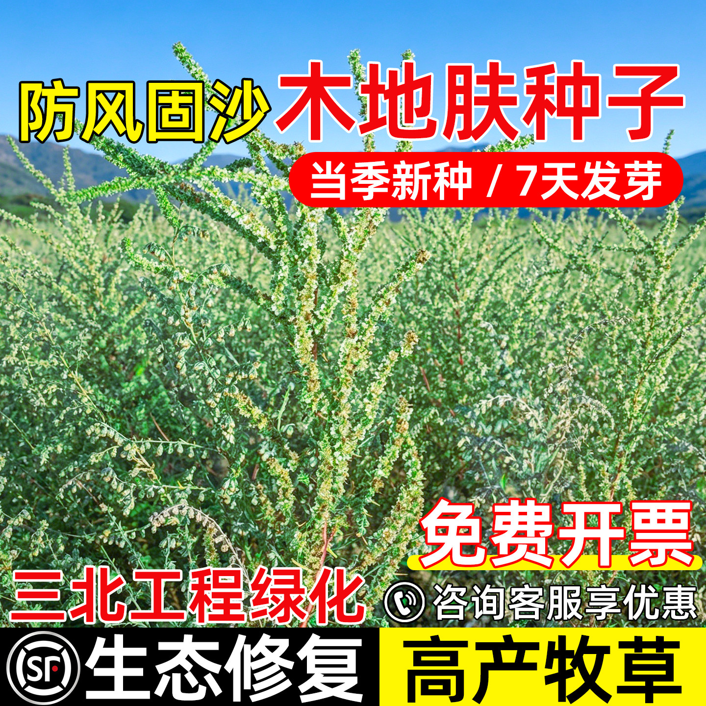木地肤耐旱防风固沙工程绿化草籽
