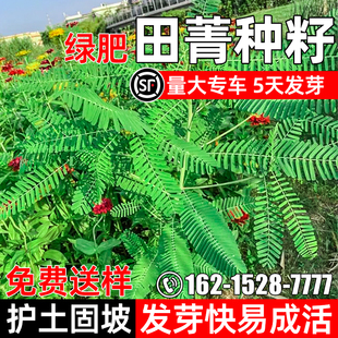 田菁种子多年生绿肥耐菁涝豆草籽四季青护坡固土生态修复绿化种籽